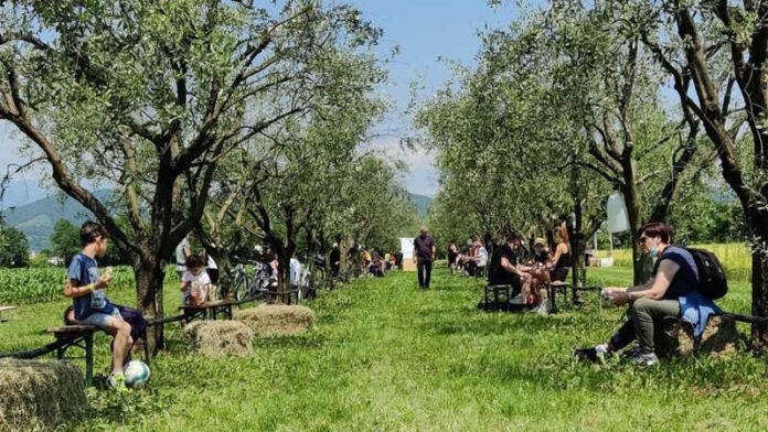 Merenda nell’Oliveta 2026: le Marche celebrano l’olio tra tradizione, turismo e identità nazionale