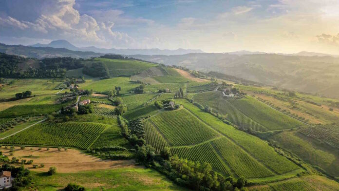Boom del vino biologico nelle Marche: quasi il 40% dei vigneti è già “green” (e alcune province superano il 60%)