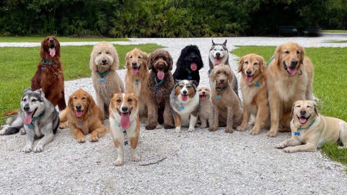 Patentino per Cani Obbligatorio. La Proposta di Legge dalla Regione Marche