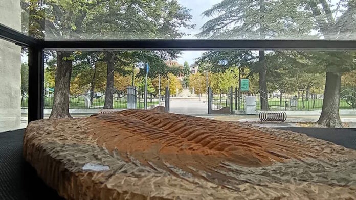 Artropodi al MuBi di Macerata: la nuova mostra che racconta i piccoli giganti della natura